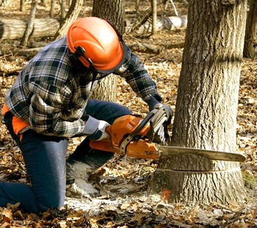 Tree Removal in Clarksburg, MD